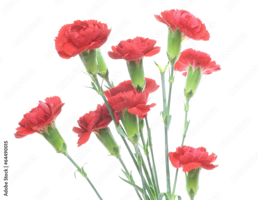 Fototapeta premium カーネーション