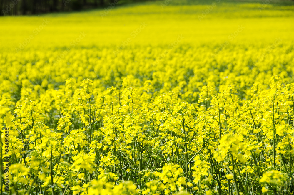 Obraz premium Spring field of rape.