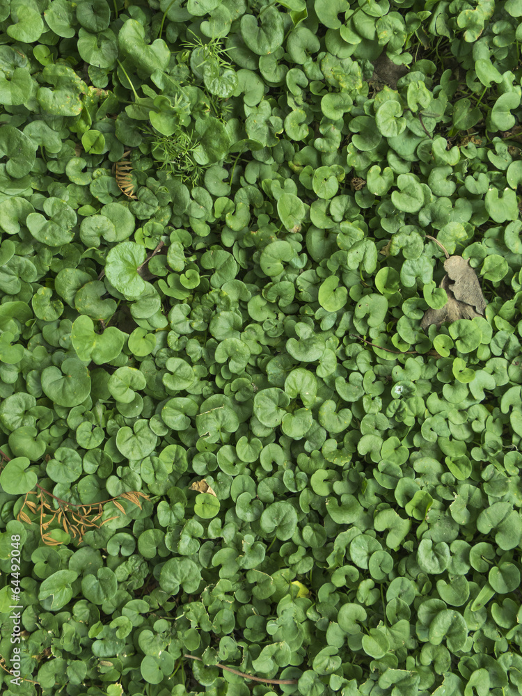Textura de trébol, dichondra en césped. Textura de trébol, dichondra en césped.
