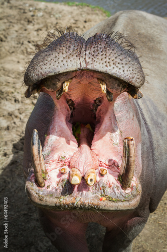 Hippopotamus- Hippopotamus amphibius