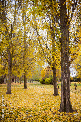 Paisaje de Parque en Otoño