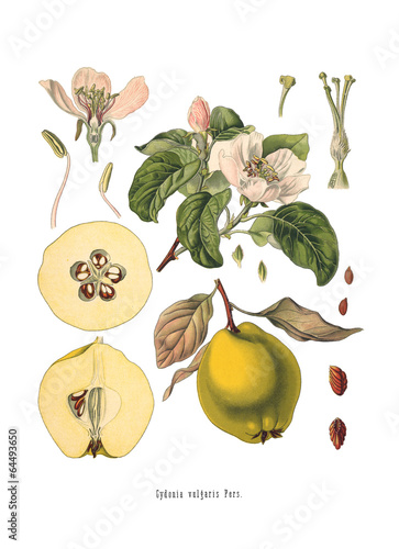 Quince Cydonia oblonga Old Antique bothanical print