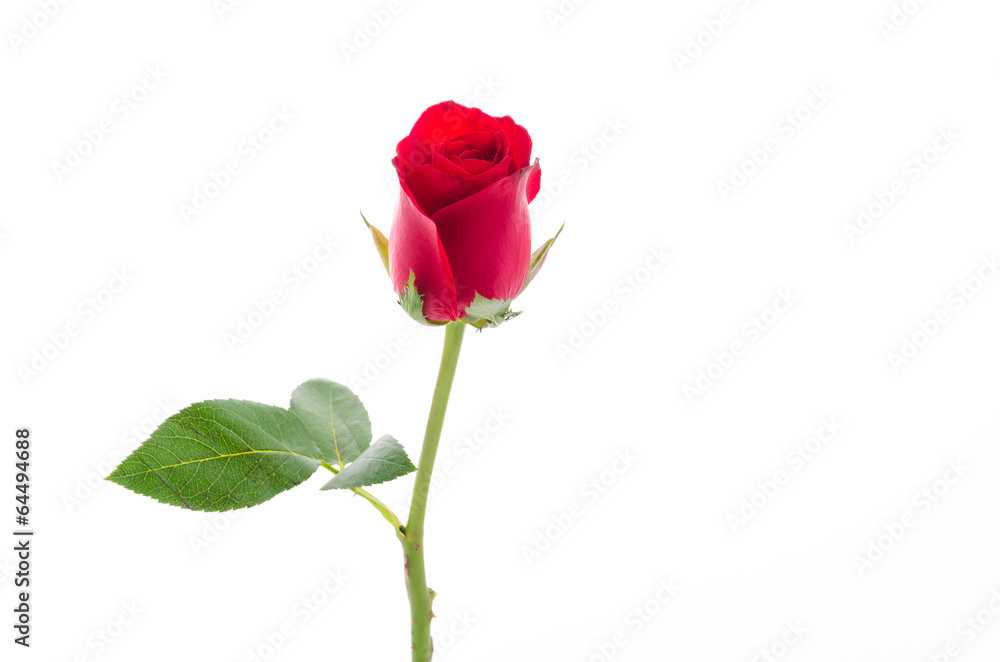 Red rose Red rose
