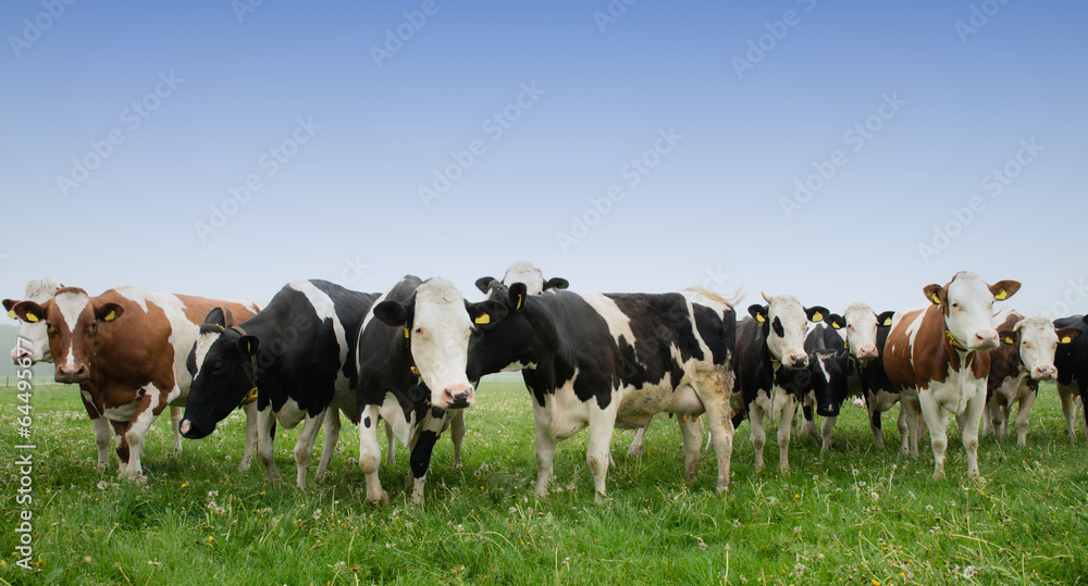 cow in a meadow cow in a meadow