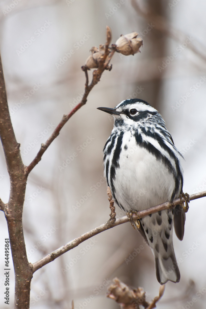 Black-and-white Warbler Black-and-white Warbler