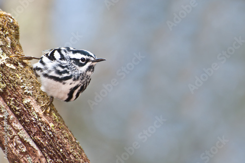Canvas-taulu Black-and-white Warbler