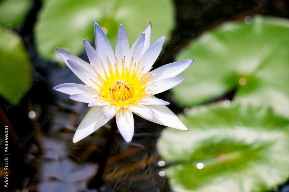 Asian lotus Asian lotus