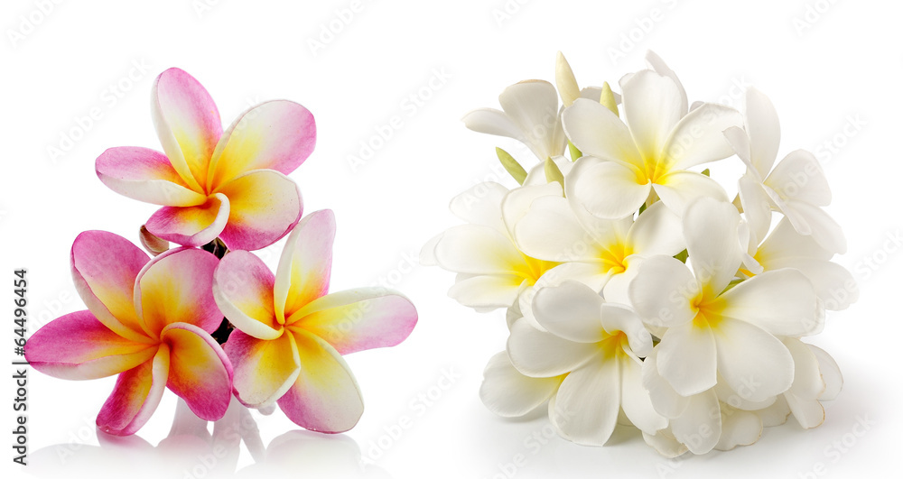 frangipani flower isolated on white on white background frangipani flower isolated on white on white background