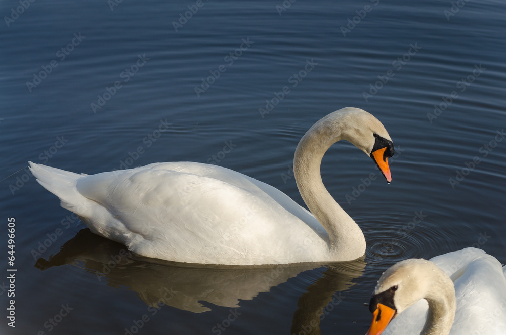 Fototapeta premium Eleganter Schwan