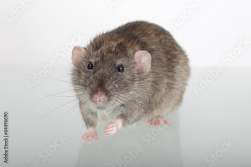 rat on a glass table