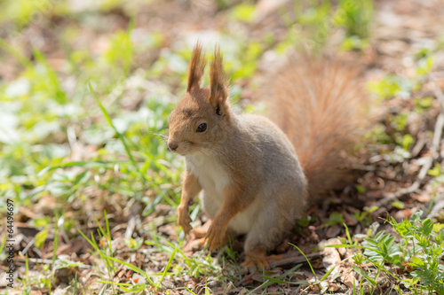 squirrel close up