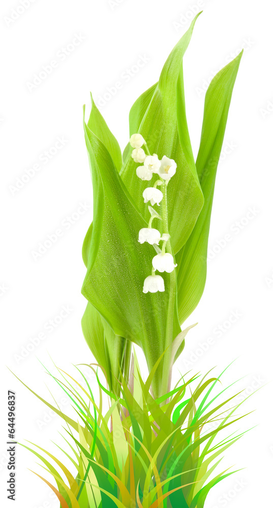 Fototapeta premium muguet parmi les herbes