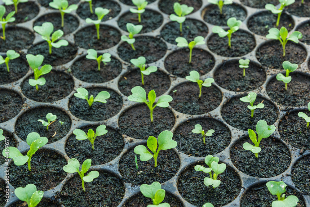 Young seedlings in tray. Young seedlings in tray.