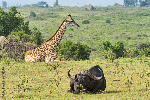 Fototapeta Naklejka Na Ścianę i Meble -  Tansania-Giraffe-11490
