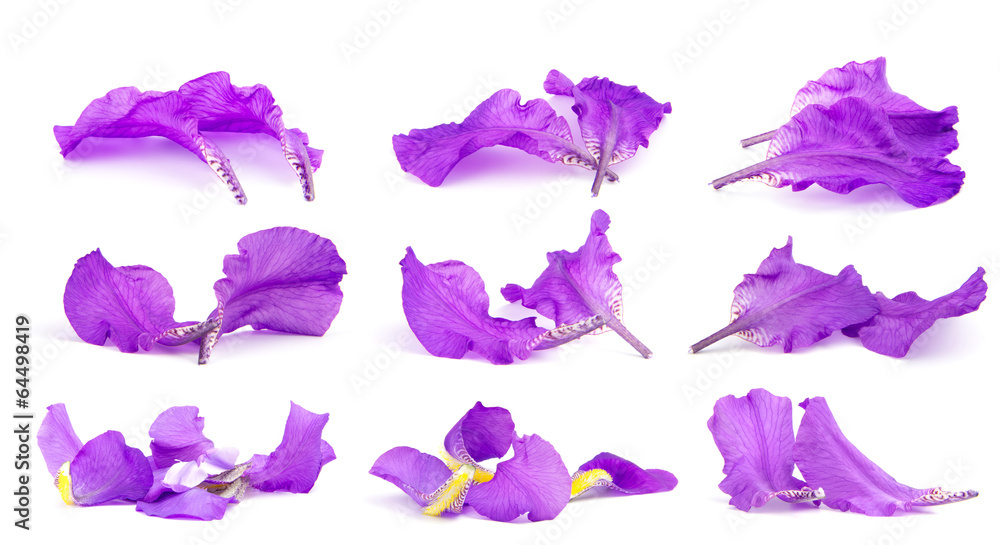 Obraz premium Iris
