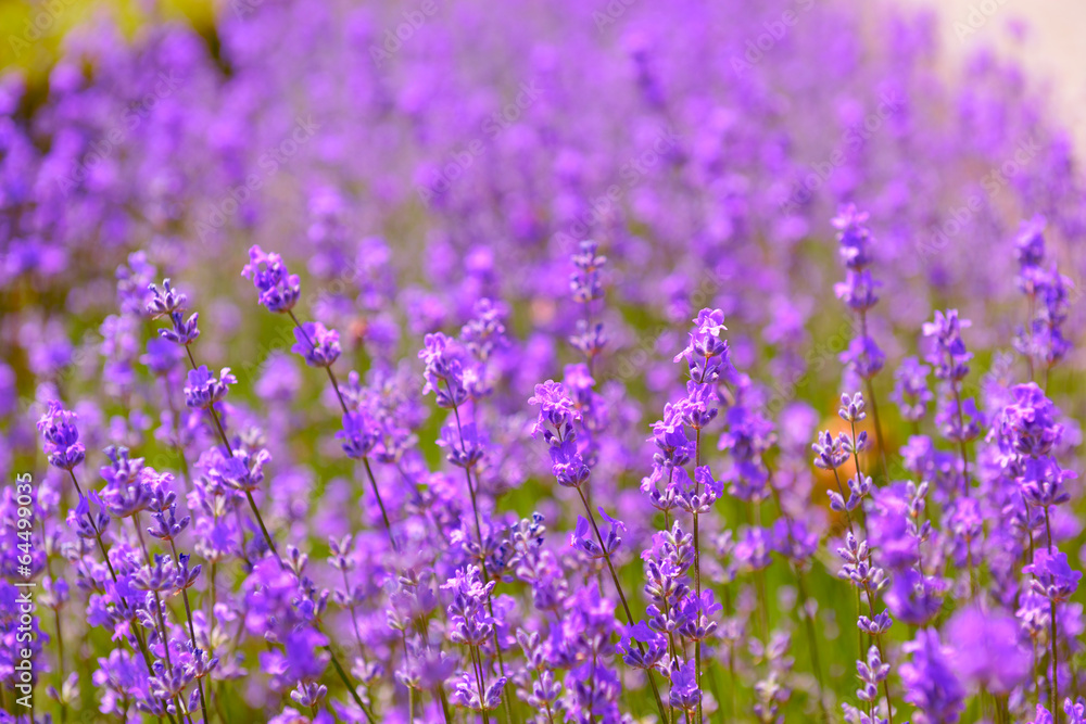 Obraz premium lavender flowers blooming