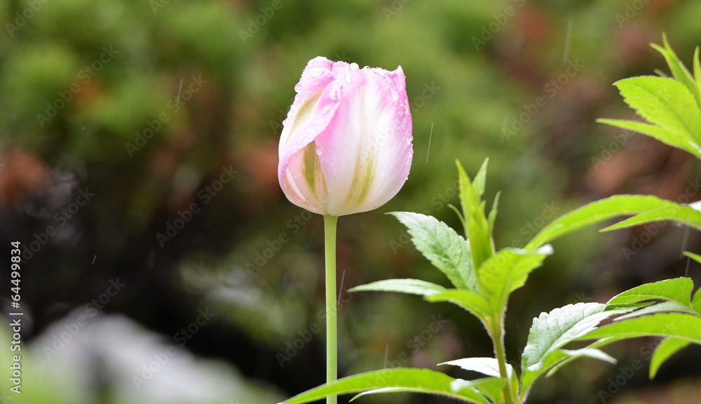 tulipe tulipe