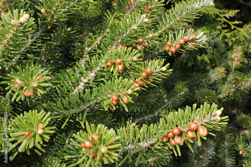 evergreen pine tree