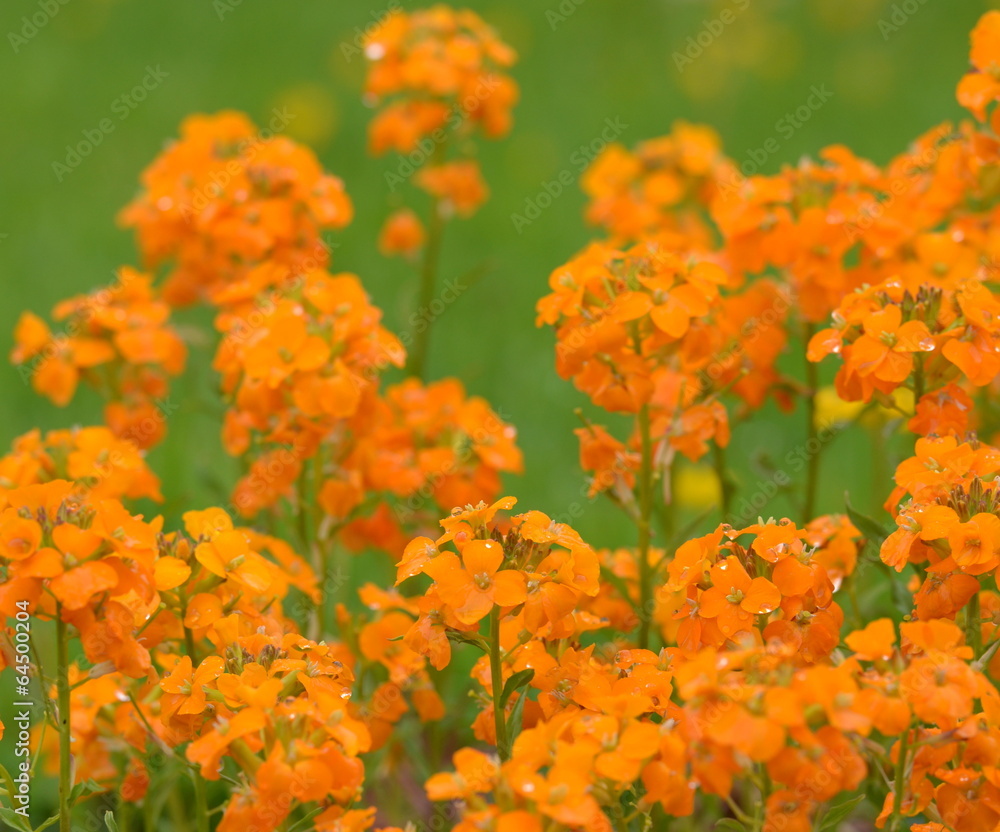 fleurs fleurs