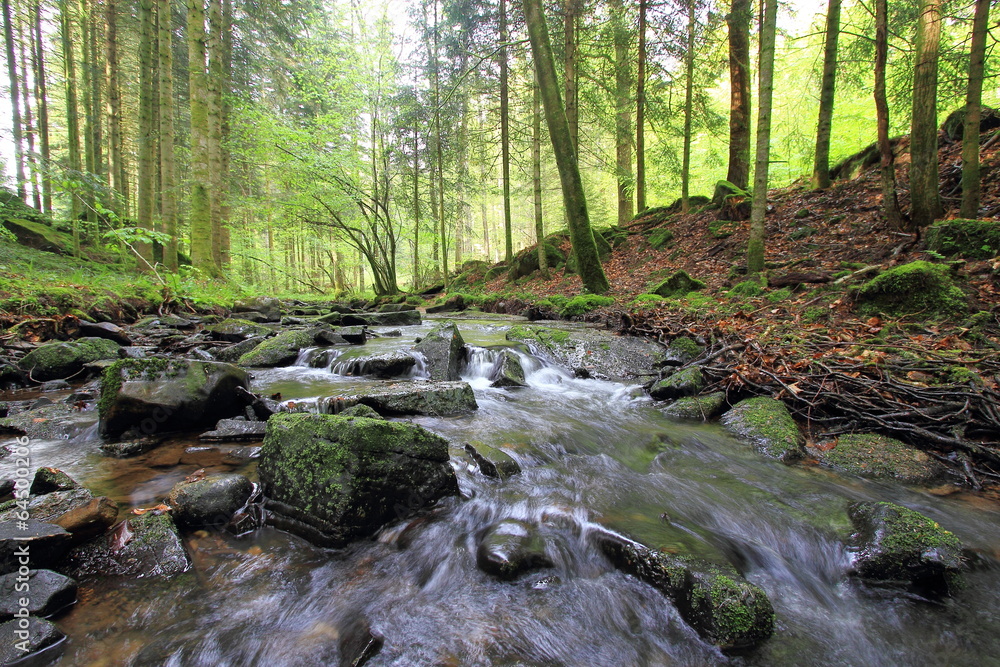 eau et forêt eau et forêt
