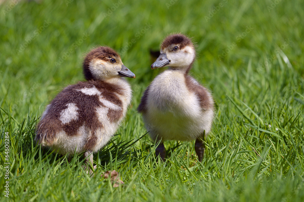 Two chicks of Egyptian Geese Two chicks of Egyptian Geese