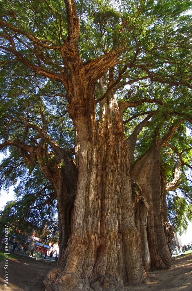 Obraz premium Tule tree in Mexico