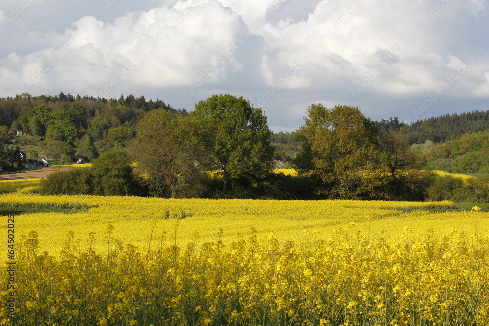 Fototapeta premium rapeseed fields
