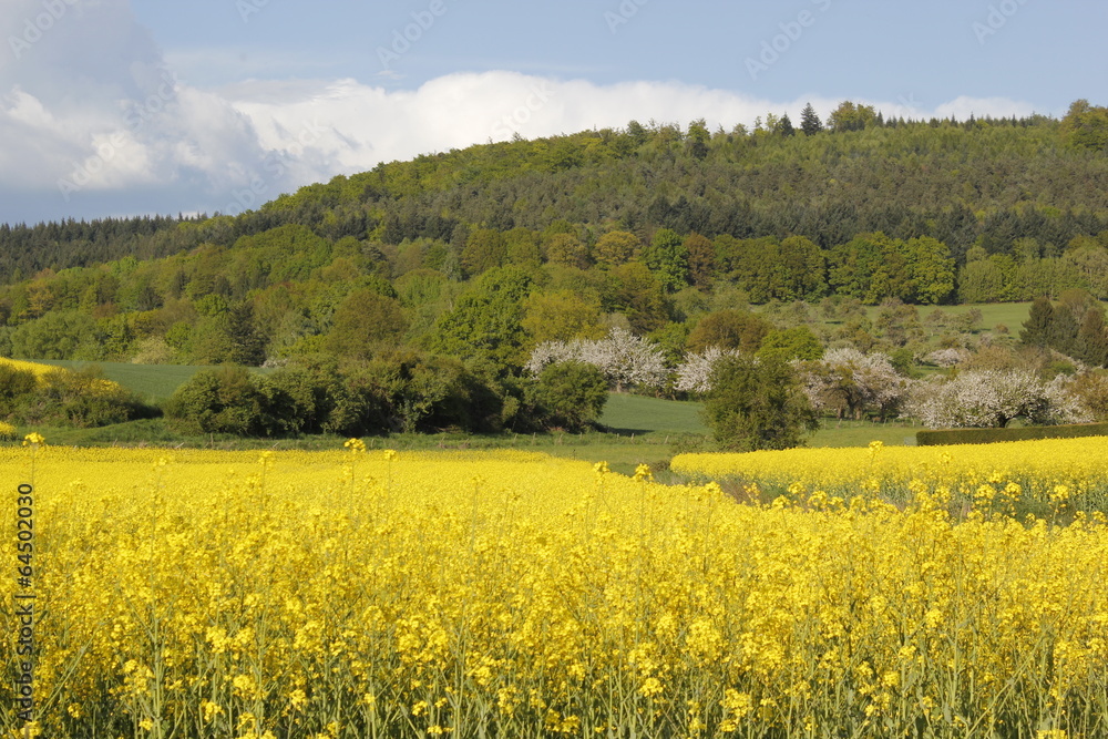 rapeseed field