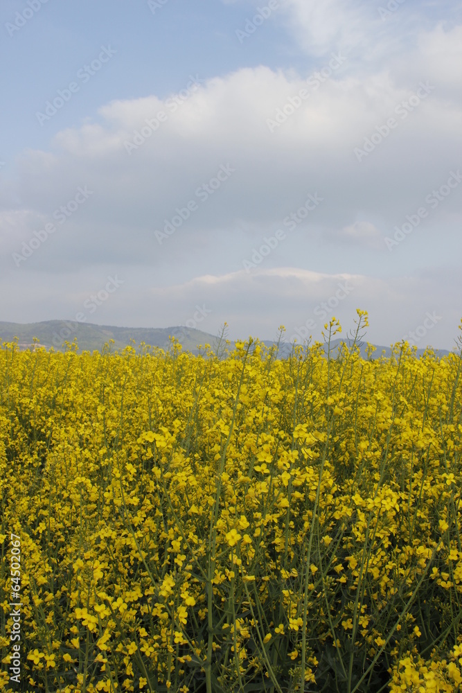 Obraz premium rapeseed