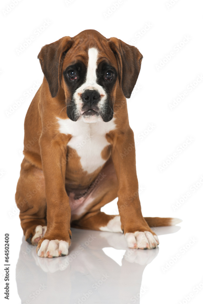 Obraz premium Boxerwelpe