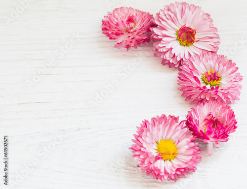 pink daisy on white wooden background