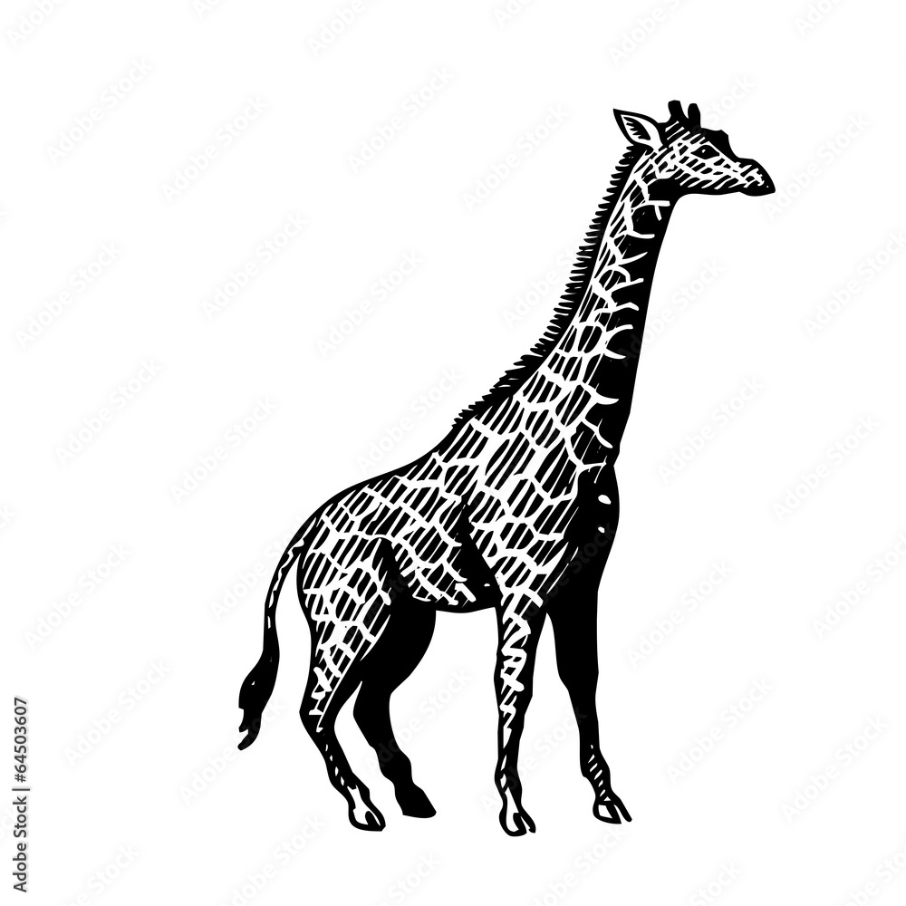Obraz premium Stickers girafe transparent