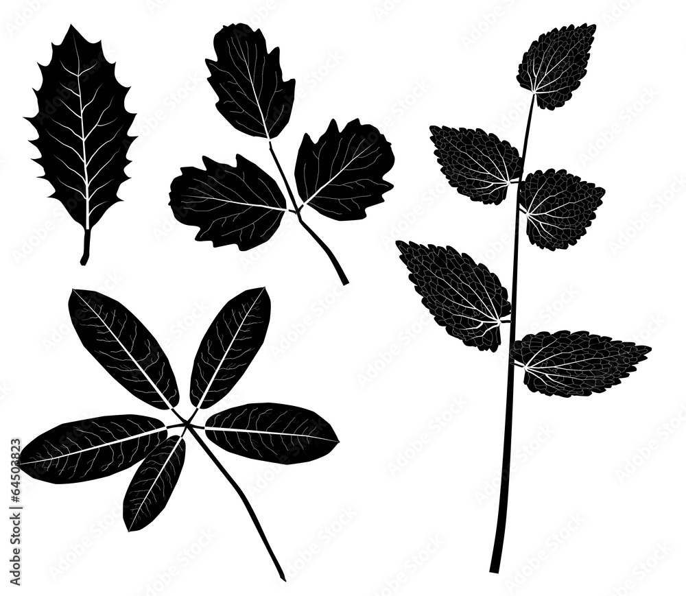 vector leaves
