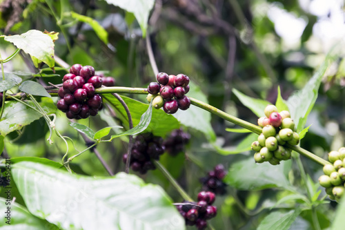 Wild Coffee.