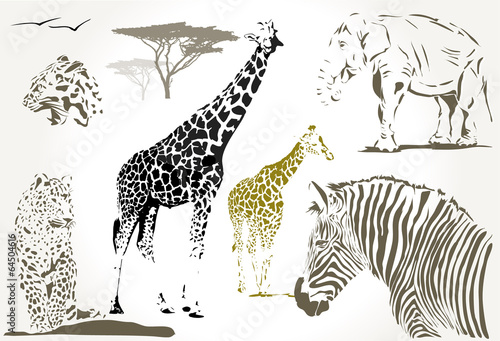 Photography wild african animals giraffe, jaguar zebra, elephant