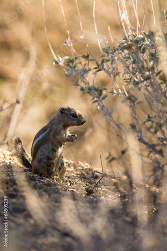 White-tailed Antelope Squirrel photo