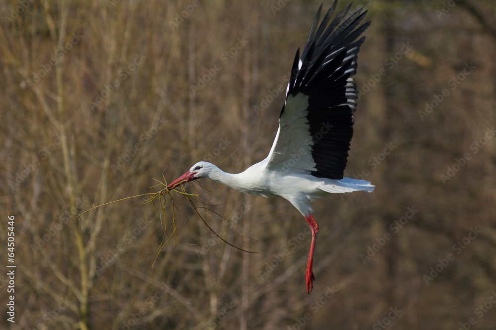 Naklejka premium Weißstorch mit Nestmaterial