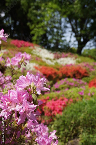 六義園 つつじの花