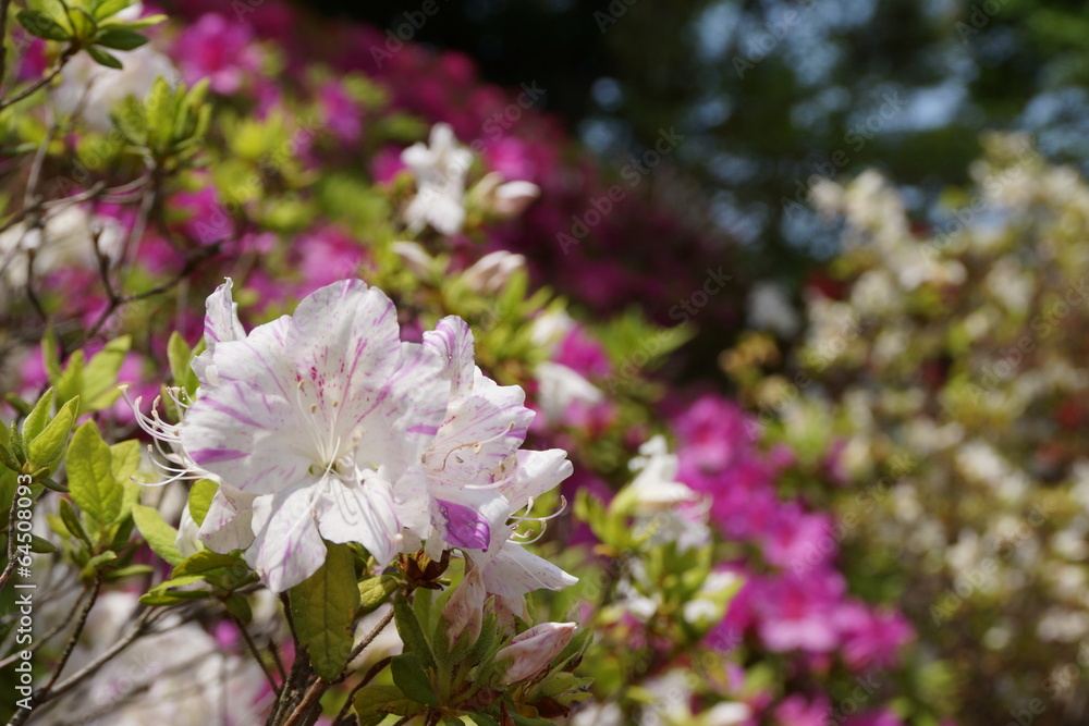 Obraz premium 六義園 つつじの花
