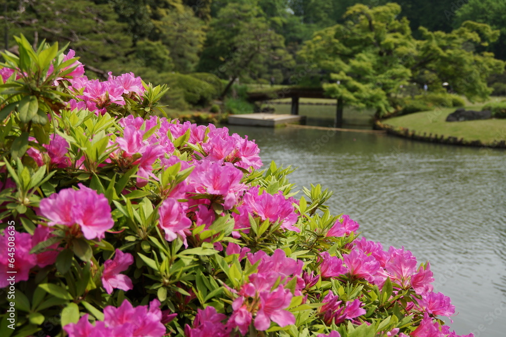 春の六義園 春の六義園