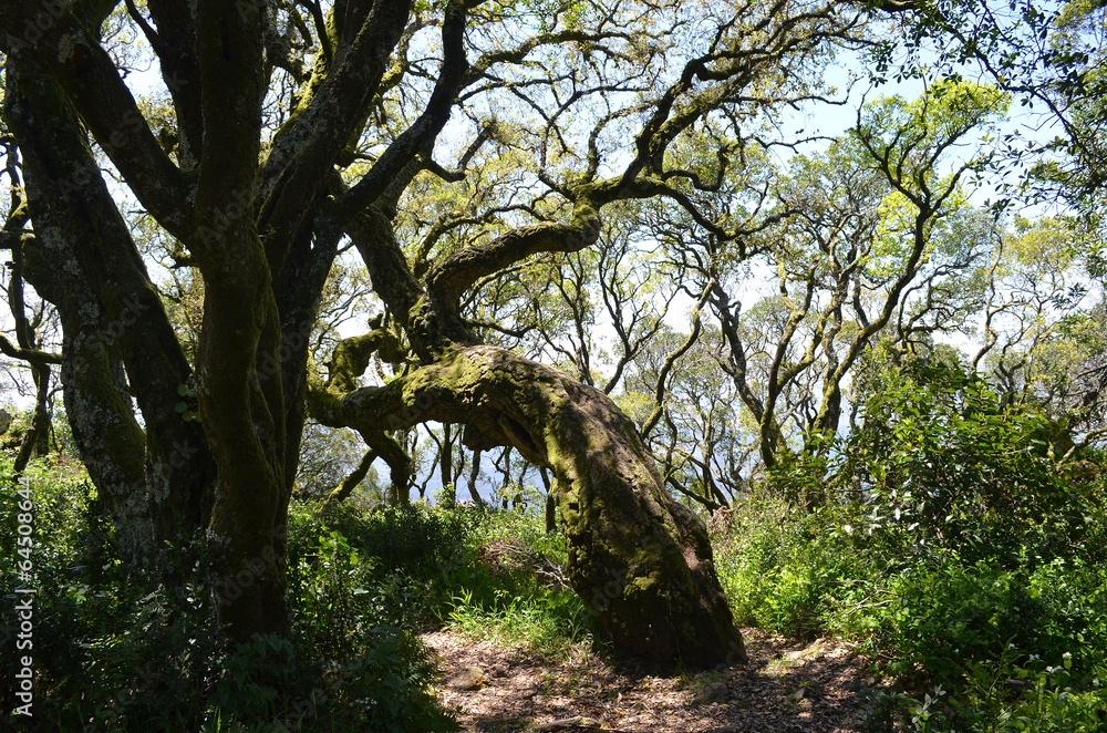 skurile Bäume im Märchenwald von Bussaco