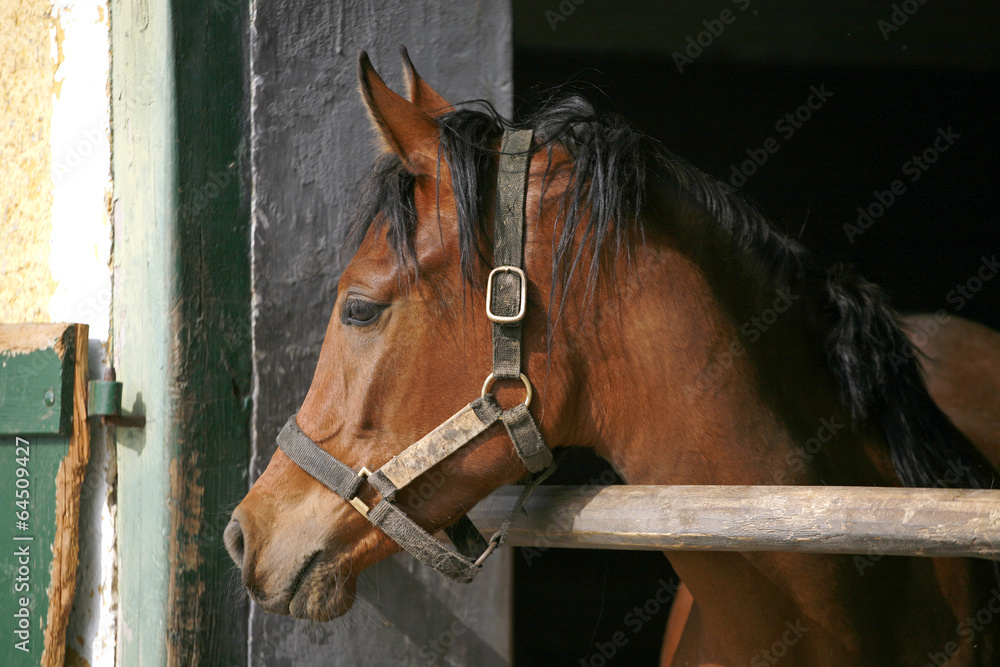 Obraz premium Young thoroughbred horse in the stable