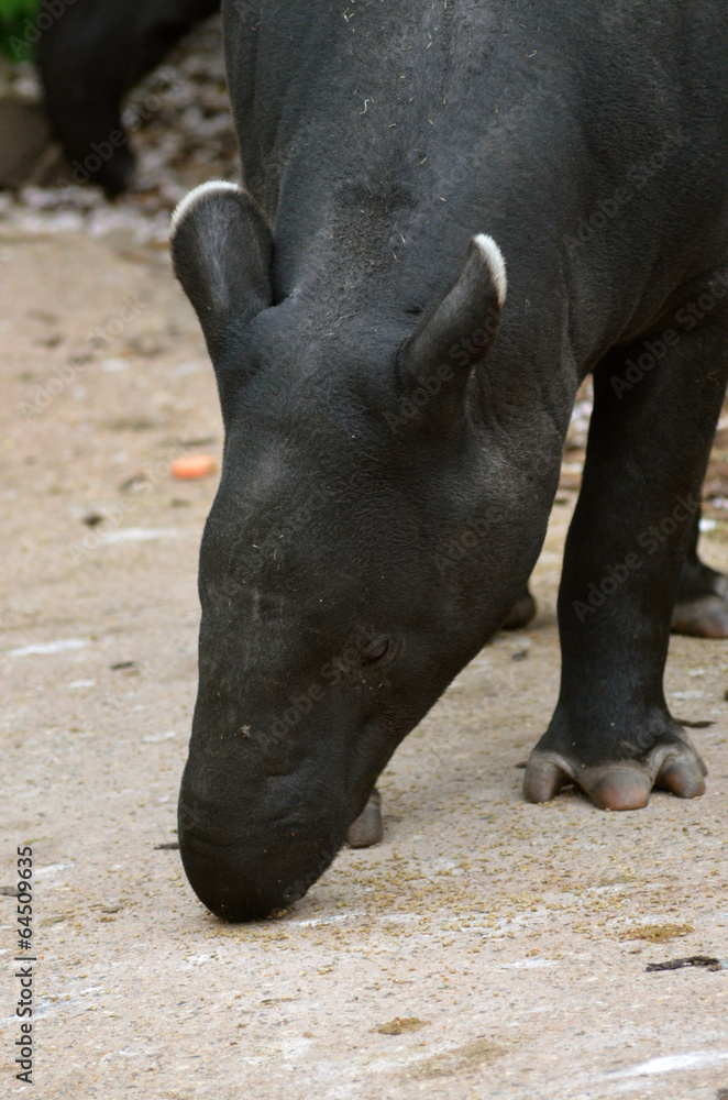 Fototapeta premium Tapir