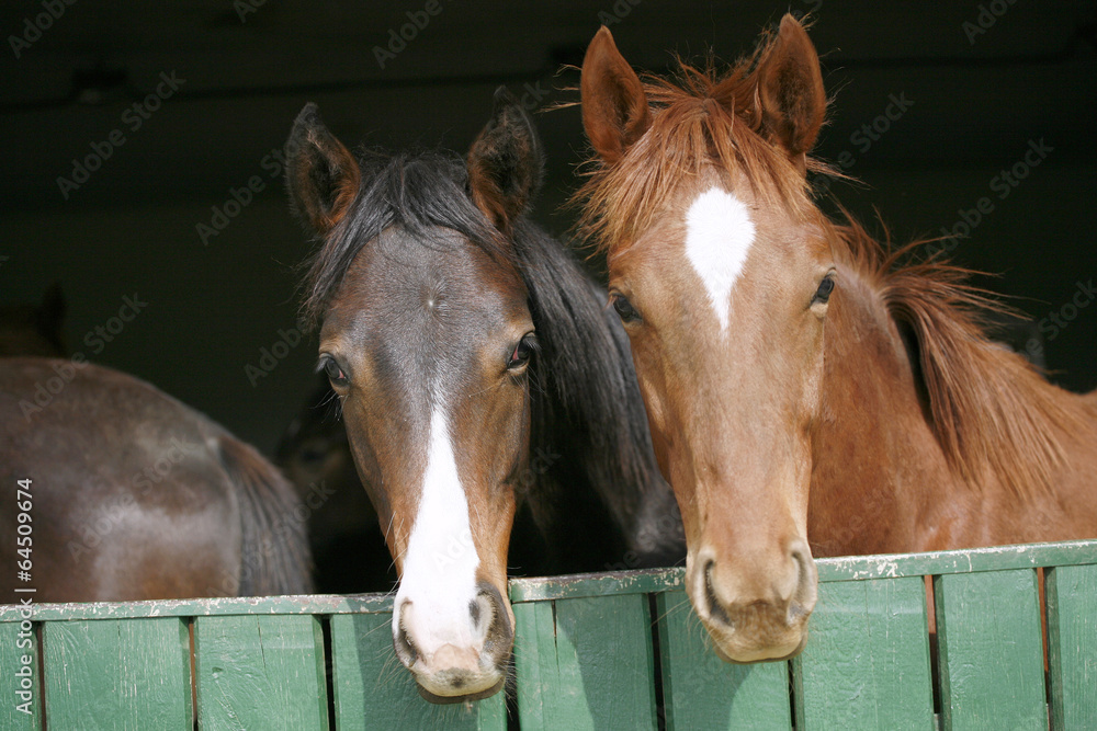 Obraz premium Nice thoroughbred horses in the stable. Youngsters in the barn