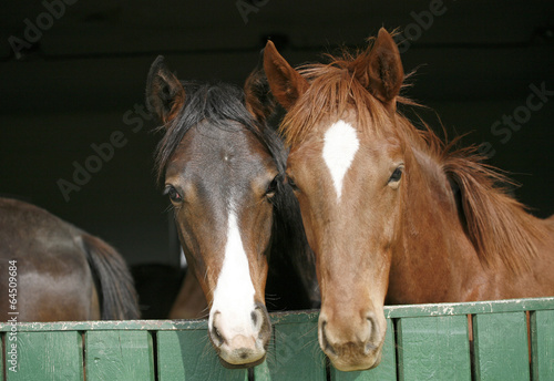 Young thoroughbred horses in the corral door.