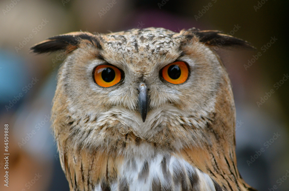 Obraz premium Puchacz