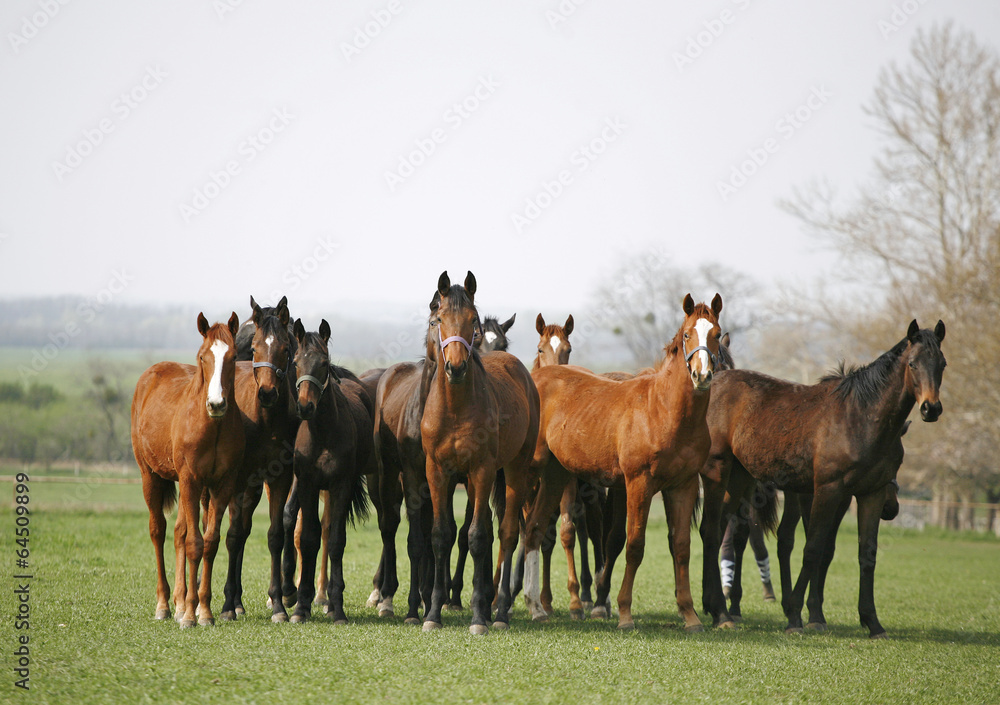 Beautiful herd of thoroughbred horses in pasture