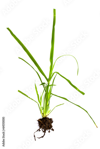 Grass with roots and soil attached on a white background