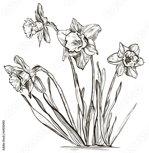 Daffodil flower or narcissus flower