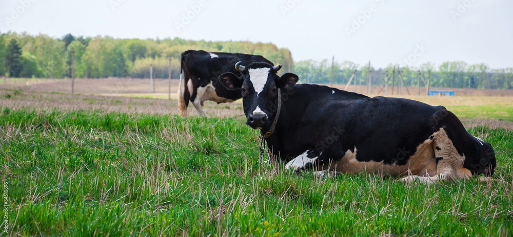 Fototapeta premium Two cows graze on a green meadow